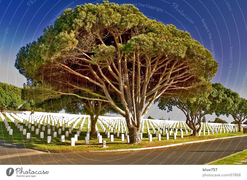 Peaceful at Last Memory Cemetery Military cemetery Grave Tombstone Cypress Tree Loneliness Green White Calm The Needles Sky San Diego County after the battle