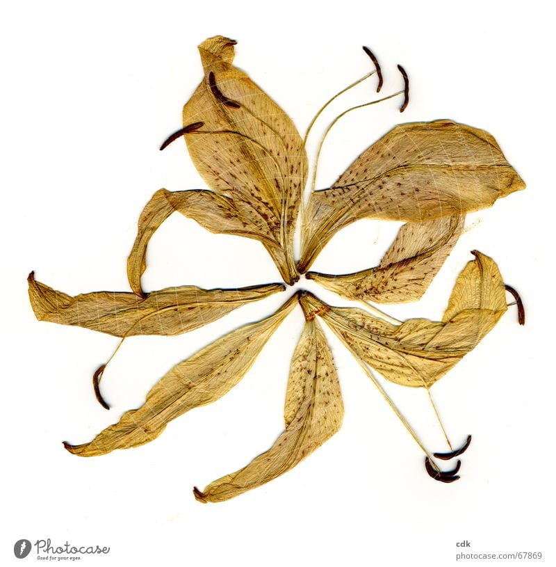 Lily | dried flower disassembled into individual parts on white background. Plant Blossom Flower Dried Pressed Flat Dry Blossom leave Stamen Yellow