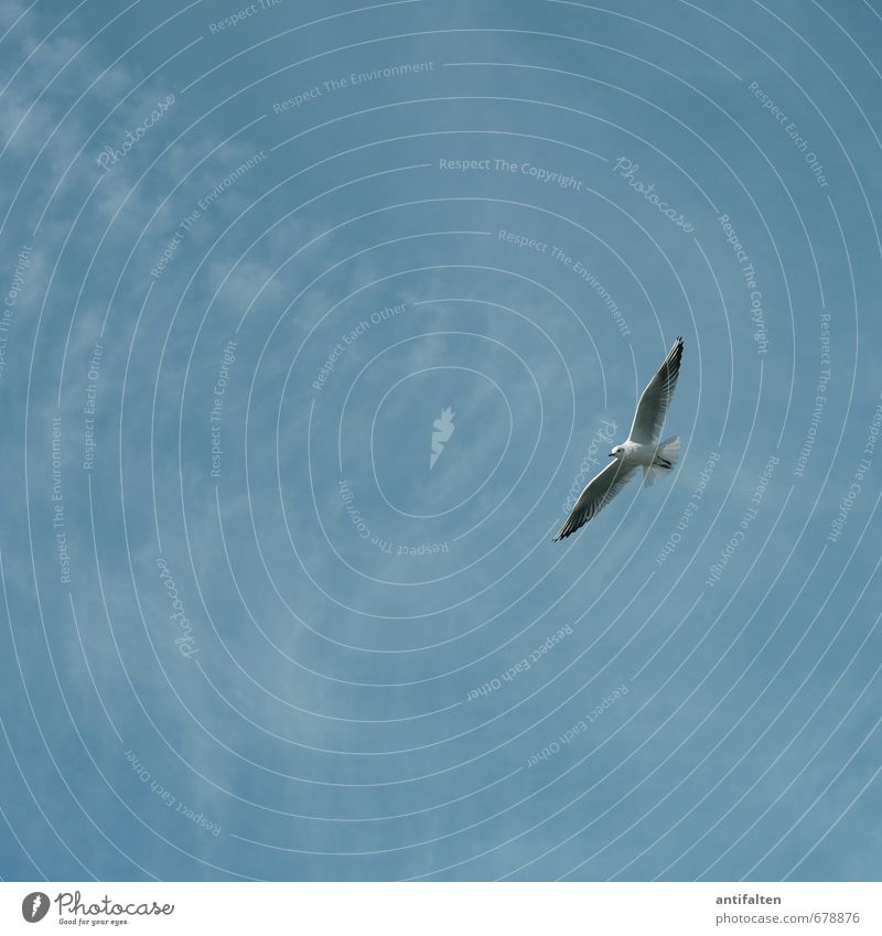 gliding flight Environment Nature Sky Cloudless sky Spring Summer Beautiful weather Wind Animal Wild animal Bird Animal face Wing Seagull Gull birds 1 Flying
