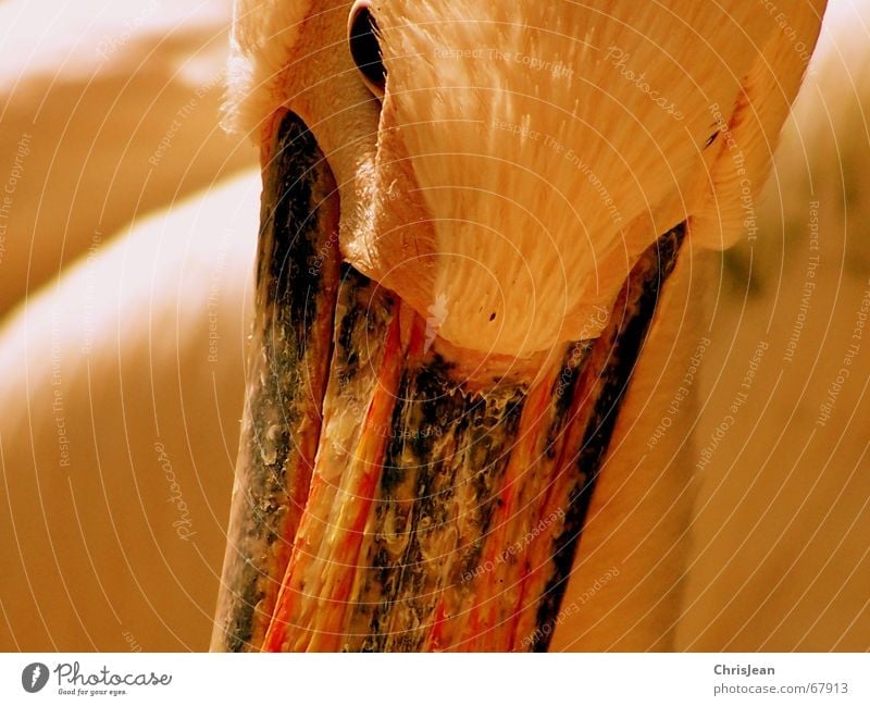 time traces Animal Pelican Bird Bird's head Bird's eyes Beak Feather Think Tracks Traces of time Resume Eyes Pride pure certain bird head bird eye bill plumage