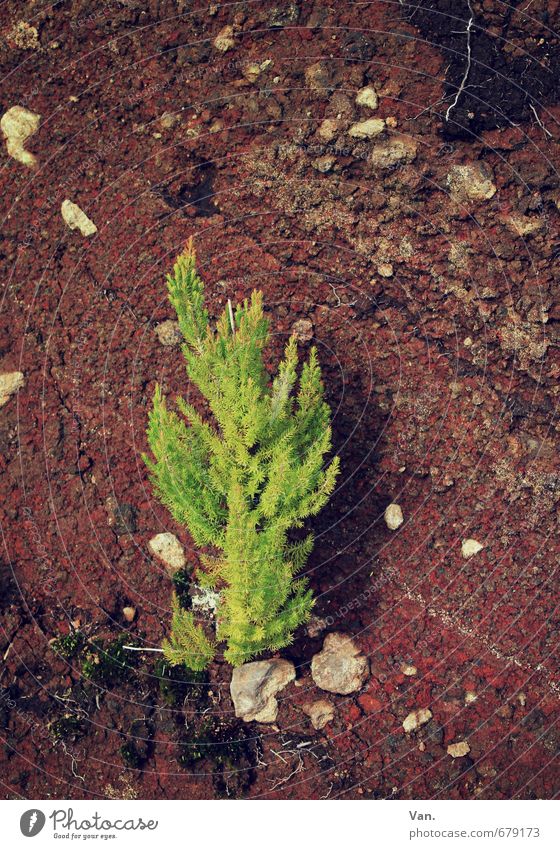 wax Nature Plant Autumn Bushes Foliage plant Little tree Rock Stone Growth Small Brown Green Red Colour photo Multicoloured Exterior shot Close-up Deserted Day