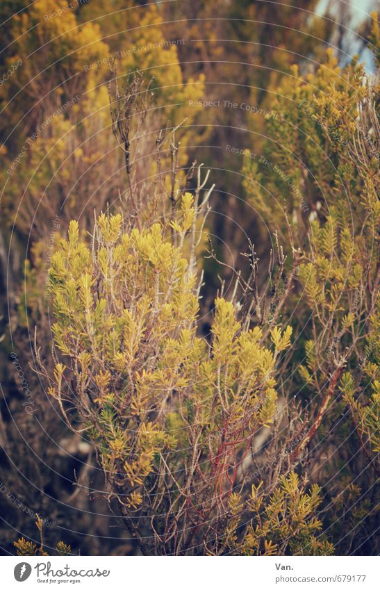 There's something in the bush. Nature Plant Autumn Bushes Twig Growth Yellow Green Colour photo Subdued colour Exterior shot Close-up Deserted Day Light Shadow