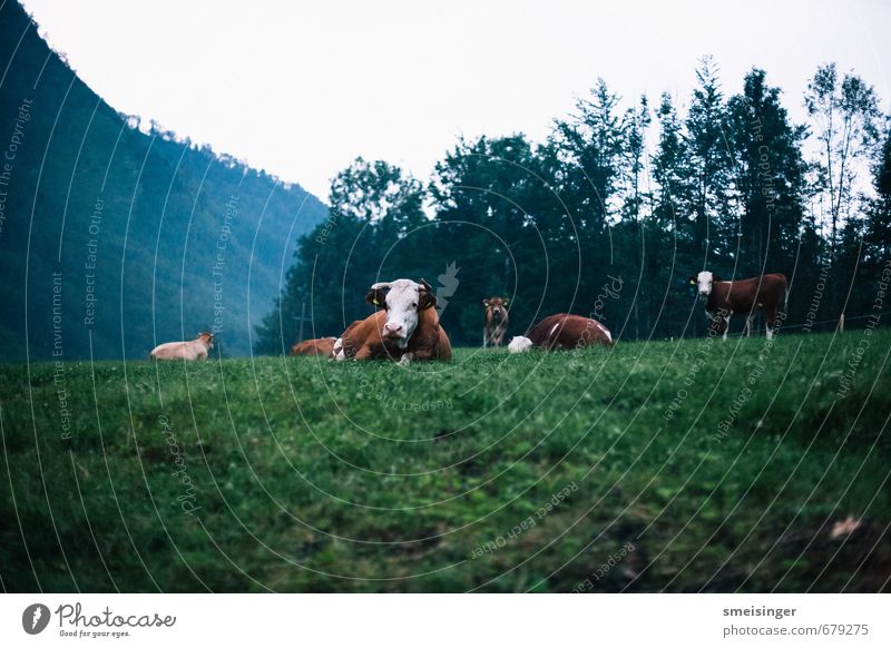 Kuh im Morgengrauen Relaxation Mountain Hiking Environment Nature Animal Grass Field Alps Farm animal Cow Group of animals Herd Flock Animal family Lie Free