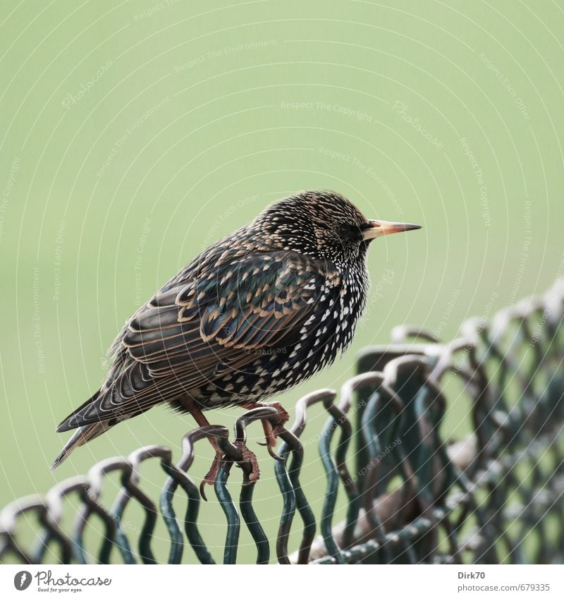 Wire Mesh Fence King Winter Park Meadow Paris Animal Bird Starling 1 Wire fence Wire netting fence Metal To hold on Freeze Crouch Sit Cute Point Brown Yellow