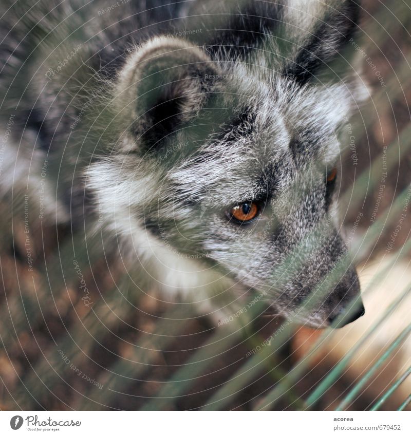 captive Animal Wild animal Zoo 1 Observe Looking Curiosity Gray Love of animals Grating Fence Wolf Eyes Colour photo Exterior shot Close-up Deserted Day