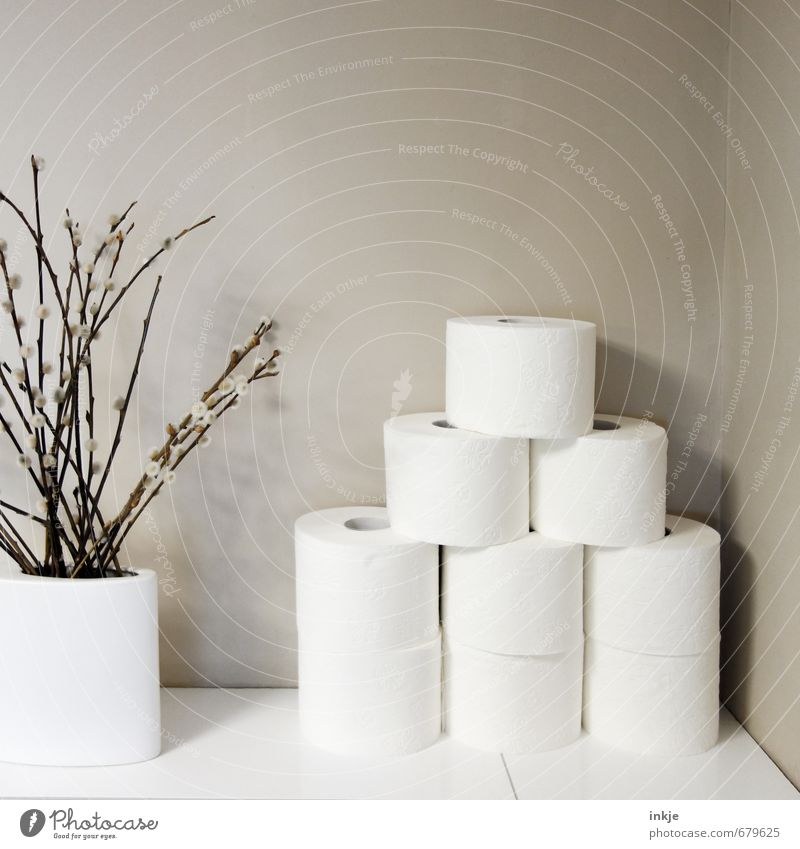 Stock II Living or residing Decoration Bathroom Spring Catkin Twigs and branches Deserted Wall (barrier) Wall (building) Toilet paper Vase Blossoming Simple