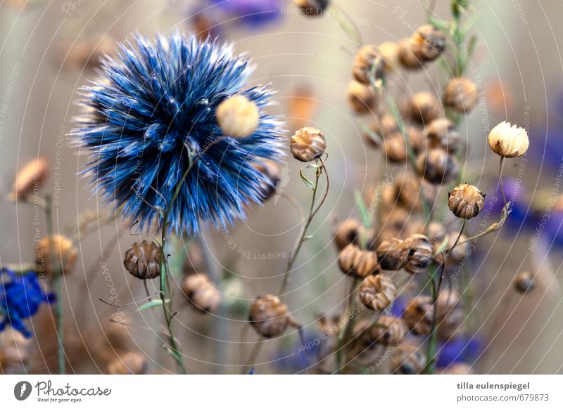 * Plant Grass Foliage plant Wild plant Thistle rose Hemp Bouquet To dry up Blue Nature Transience Thorny Muddled Agitated Natural Colour photo Interior shot