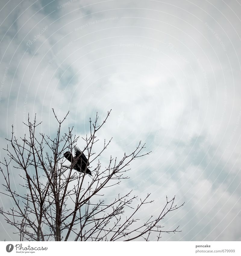 flying hour Nature Elements Sky Clouds Spring Winter Tree Animal Bird 1 Sign Movement Flying Beginning Study Perspective Independence Desire Target Branch Black