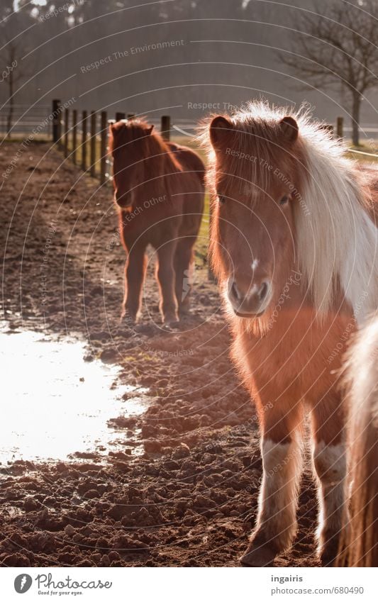 wait for summer Nature Landscape Earth Sunlight Field Pasture Animal Farm animal Horse Iceland Pony 2 Looking Stand Wait Friendliness Cuddly Brown White Trust