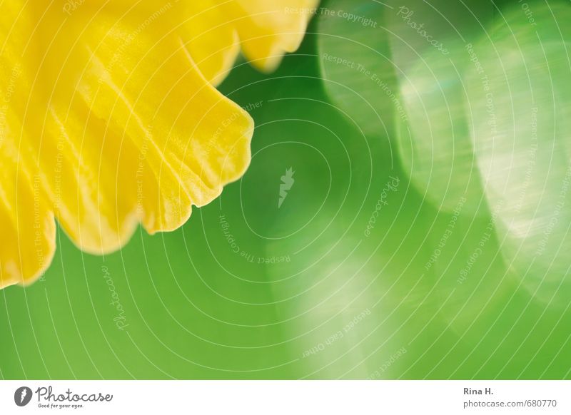 spring Spring Blossom Esthetic Bright Natural Crazy Yellow Green Spring fever Beginning Abstract Narcissus Blossom leave Blur Bright Colours Fresh