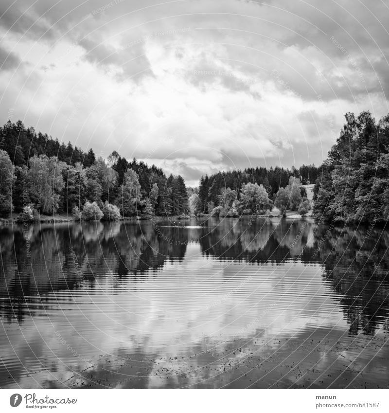 q in sw Landscape Water Sky Clouds Weather Forest Lakeside Idyll Black & white photo Exterior shot Deserted Day Light Shadow Contrast Deep depth of field