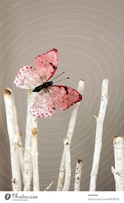 springtime Nature Animal Spring Summer Butterfly 1 Moody Branch Decoration Pink Summery Gray Colour photo Interior shot Day