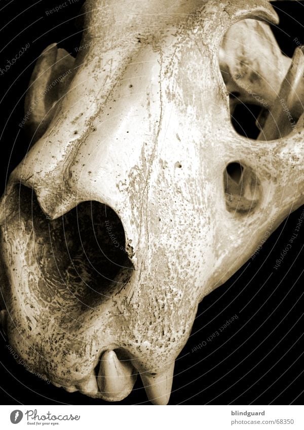 Skull of the Tiger - a Royalty Free Stock Photo from Photocase