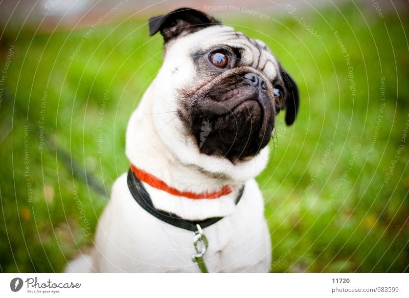 Please a treat Grass Animal Pet Dog Animal face 1 Baby animal To feed Looking Sit Sadness Friendliness Good Cuddly Small Sympathy Friendship Love of animals Pug