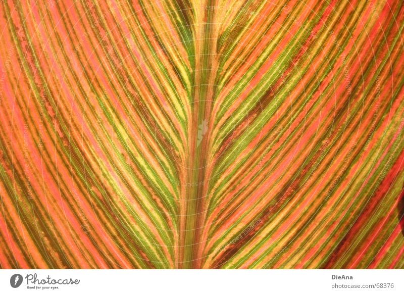 Multicoloured stripes Indian shoot Leaf Lighting Stripe Green Red Pink Yellow Plant Summer Macro (Extreme close-up) Line Orange Detail August sun