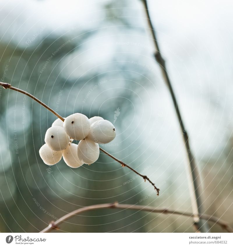 snowberries Nature Plant Autumn Beautiful weather Berries Esthetic Fat Simple Friendliness Small Natural Round Blue Brown White Contentment Optimism Power