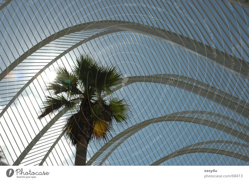 underpalm Palm tree Summer Dream Exterior shot Alicante Architect Sun Sky Metal