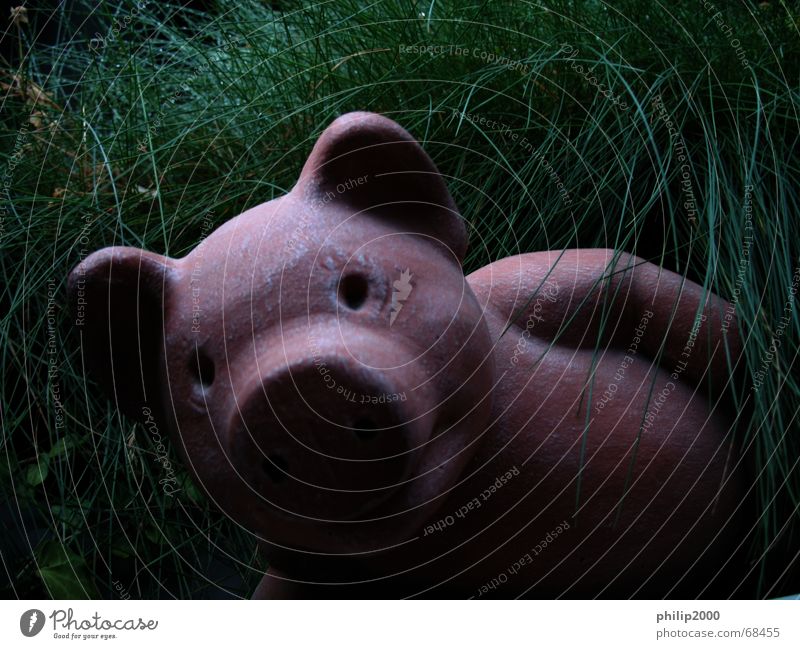 The inner values count... Swine Grass Relaxation Portrait photograph ne wat cute
