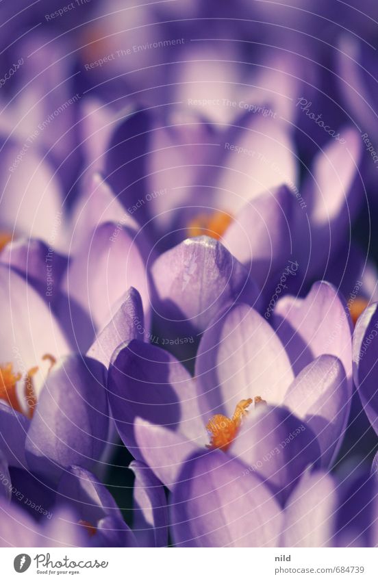 spring light Environment Nature Plant Spring Weather Beautiful weather Flower Blossom Crocus Violet Orange Transience Growth Colour photo Exterior shot Close-up
