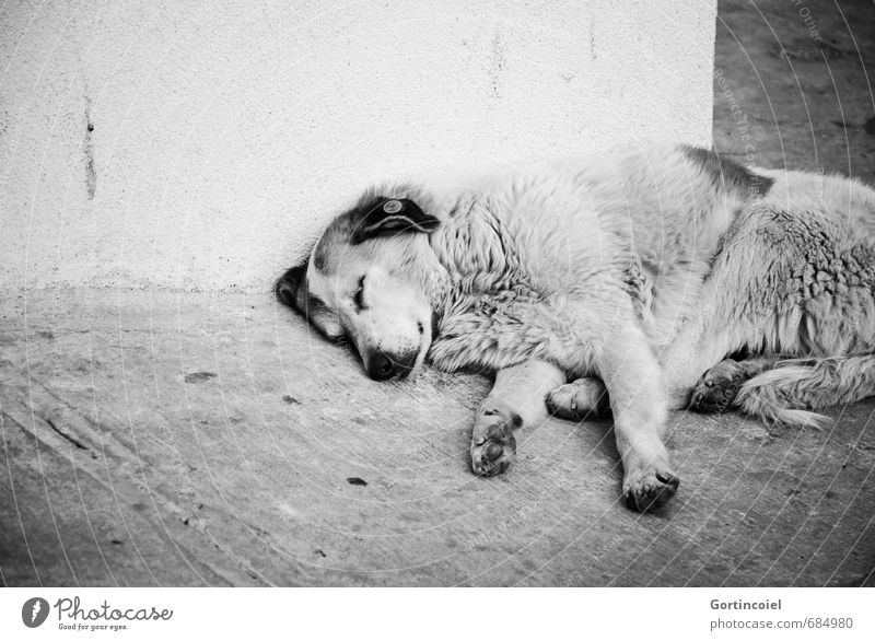 Sleep Town Wall (barrier) Wall (building) Street Animal Dog Animal face Pelt Paw 1 Emotions Pain Longing Street dog Prowl Appetite Fatigue Istanbul Turkey