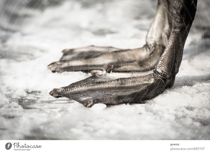 cold feet Environment Nature Animal Winter Wild animal Swan 1 Gray White Animal foot Webbing Cold Snow Colour photo Exterior shot Close-up Detail Deserted
