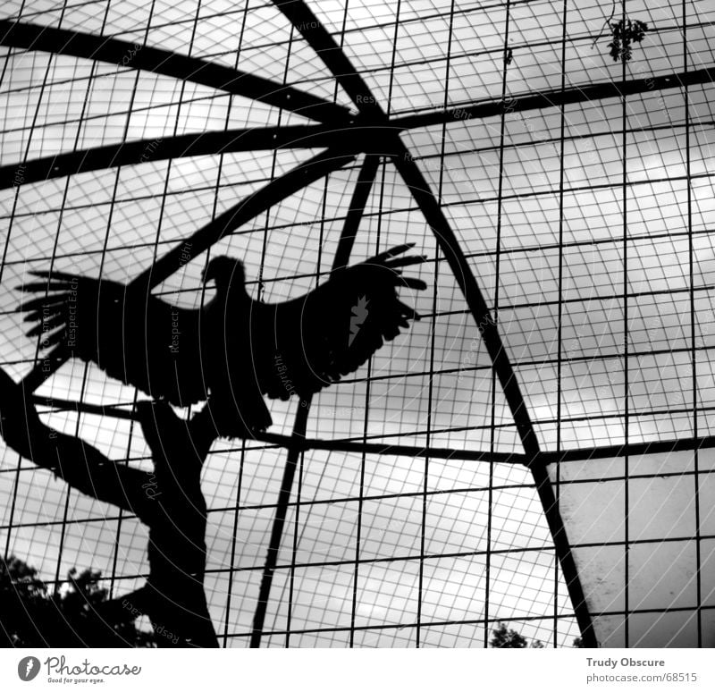 the trapeze swinger Zoo Berlin zoo Animal Bird Zwinger Grating Cage Enclosure Captured Jail sentence District deprivation