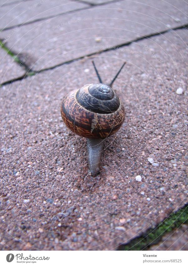 Gary's leaving. Snail shell Green Seam Feeler Tentacle Tracks Mucus Blur Slowly In transit Peace case composite paving Escape victory Back Paving stone