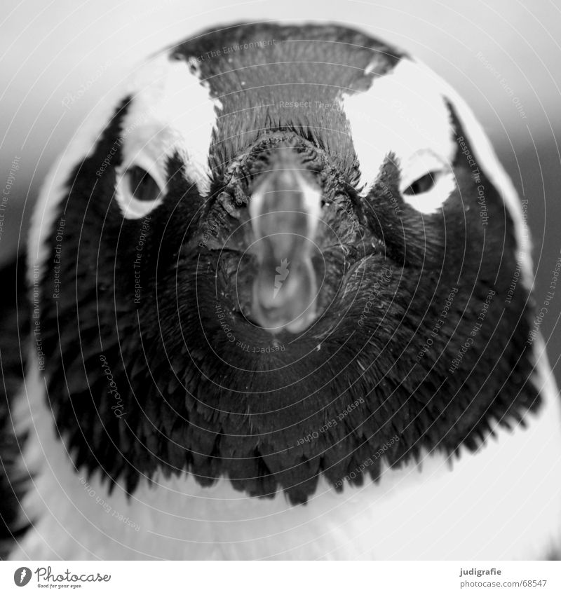 penguin Animal Bird Wet Cute Black Web-footed birds Penguin Beak Frontal Feather Character Black & white photo Looking Head Eyes Front view Forward Deserted