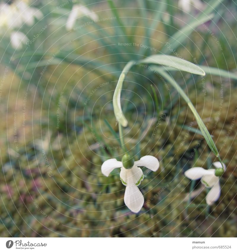 interim Nature Spring Winter Plant Flower Moss Blossom Snowdrop Spring flowering plant Winter festival Cold Natural Colour photo Exterior shot Deserted Day