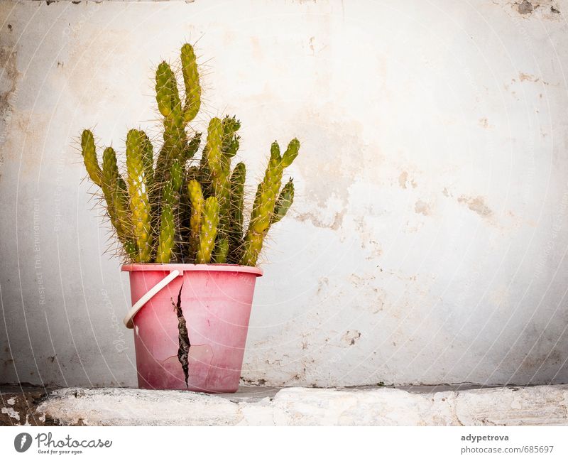 old cactus Nature Plant Flower Cactus Garden Wall (barrier) Wall (building) Facade Utilize Touch Feeding Old Gray Green Pink Senses Multicoloured Exterior shot