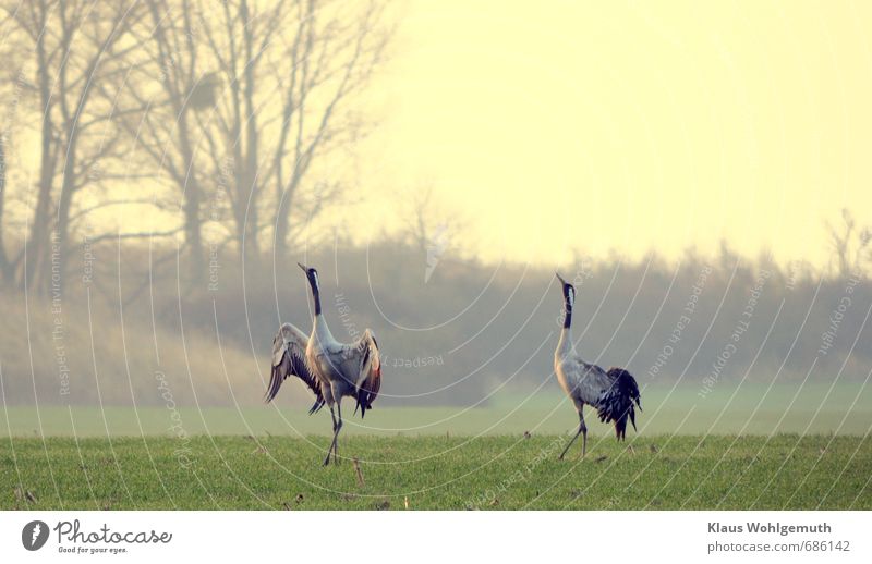 It is spring, on a cornfield cranes are mating. Environment Nature Landscape Spring Field Animal Wild animal Bird Grand piano Crane 2 Pair of animals