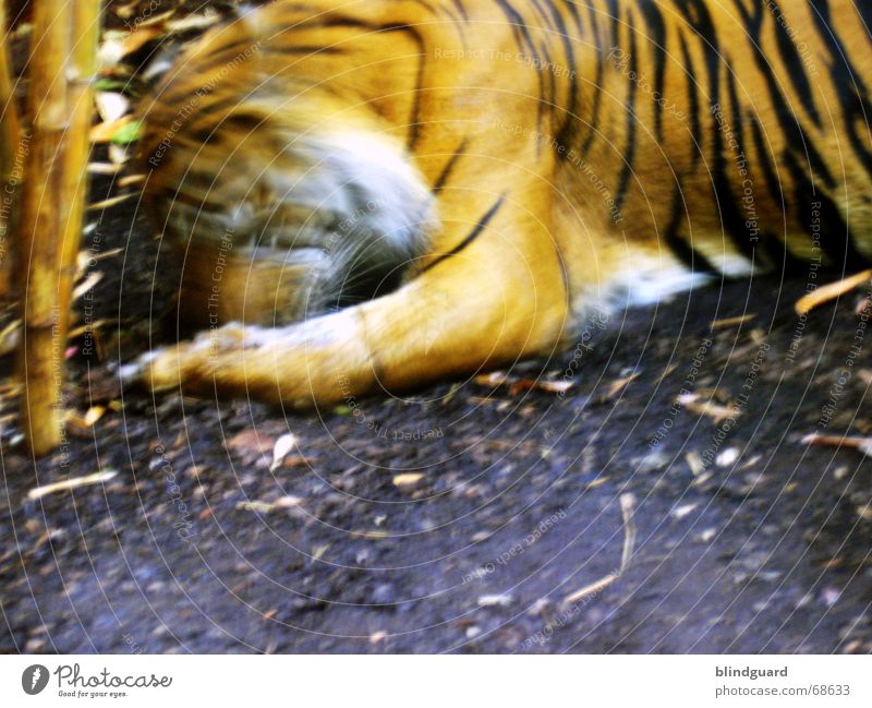 over Tiger Zoo Captured To feed Stripe Black White Feeding Public service bus Land-based carnivore Big cat Wild cat Asia Virgin forest Appetite Orange Movement