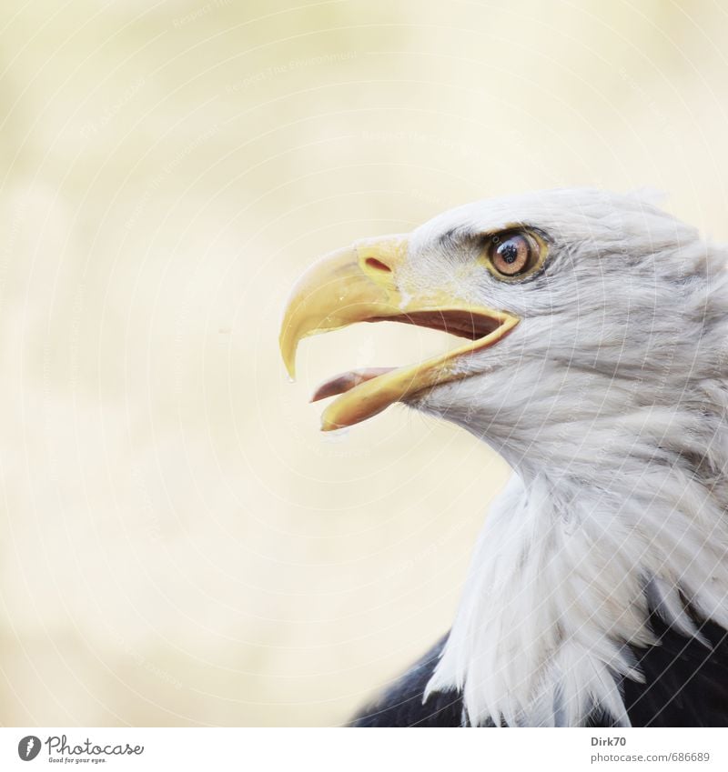 Proud and beautiful Nature Animal Sunlight Wild animal Bird Animal face Eagle Bald eagle White-tailed eagle Animal portrait Profile Beak 1 Observe Threat Strong