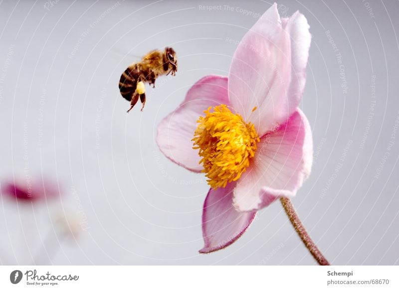 Attack! Bee Insect Flower Spring Summer Stamen Diligent Honey Nectar