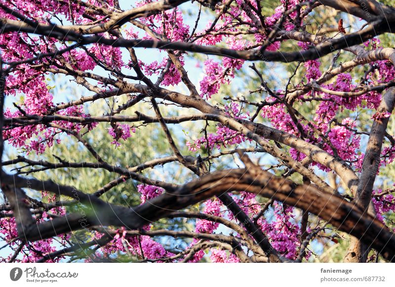 flower dream Nature Tree Blossom Romance Beautiful Love Senses printemps Spring Cherry blossom Cherry tree Pink Bright green Light blue Pastel tone Treetop