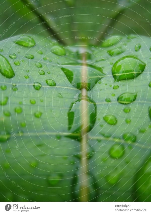 morning dew Green Leaf Plant Light Damp Mirror Drops of water Wet Rope Water Morning Rain