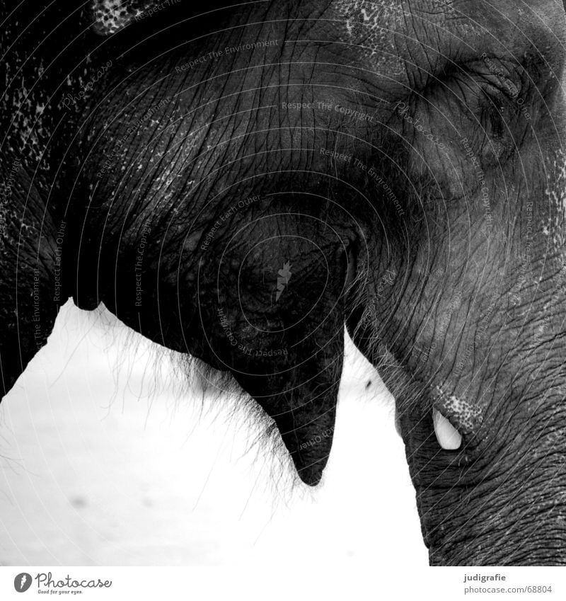 elephant Animal Wild animal Laughter Large Elephant Mammal Trunk Tusk Fuzz Heavy Wrinkles Asia good-natured Muzzle Black & white photo Eyes Profile