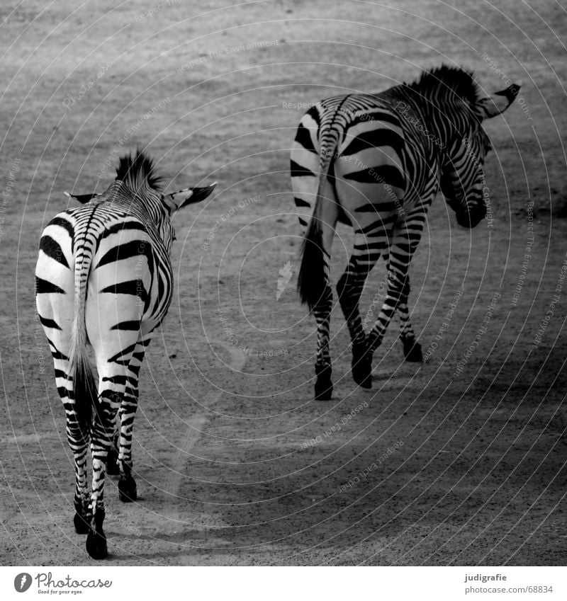 zebras Animal Pair of animals Stripe Walking Black White Zebra Quagga 2 Striped Mammal Odd-toed ungulate Mane Right ahead In pairs Black & white photo Rear view
