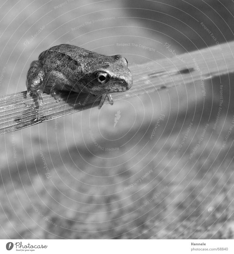 bouncer in b/w Animal Amphibian Grass Blade of grass Jump Hop Green Frog Water Stone Nature