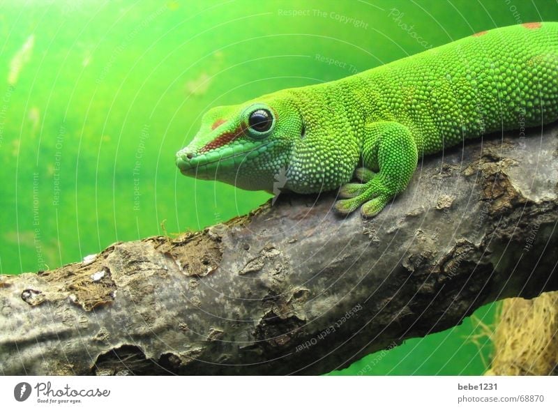 it greenens so greenly Reptiles Saurians Virgin forest Green Lizards Tree Branch