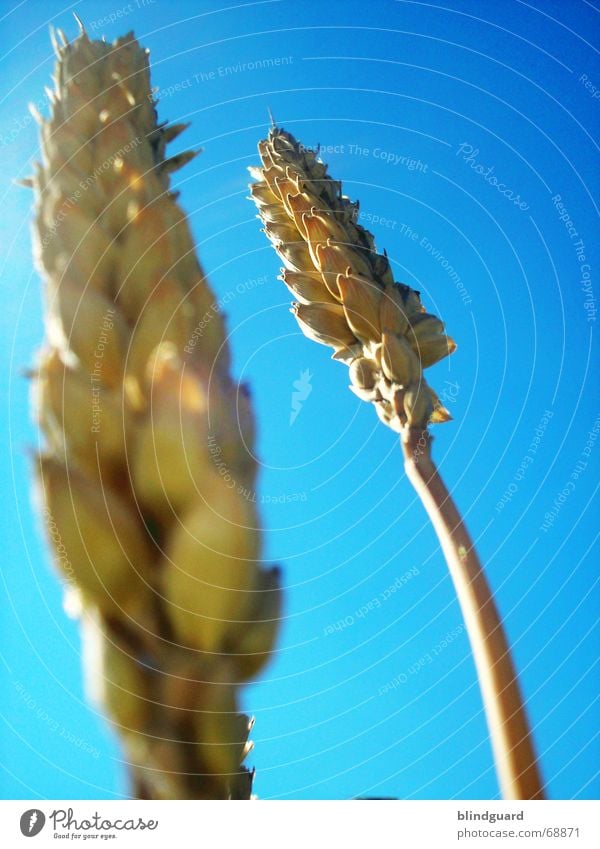 Straw-A Wheat Summer Physics Perspiration Macro (Extreme close-up) Chewing gum Field Horizon Tumble down Ear of corn Near Far-off places Blur 2 Grain Harvest