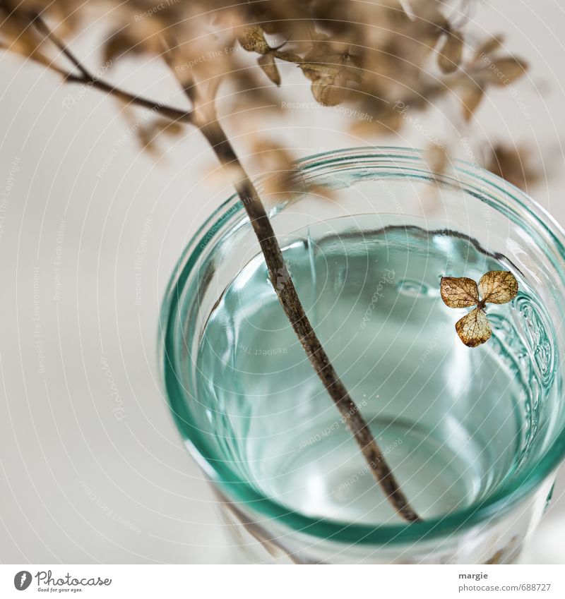 Totally forgotten: dried flower in a glass vase Water Plant Flower Leaf Blossom Hydrangea Old Blossoming To fall Faded To dry up Brown Turquoise Emotions