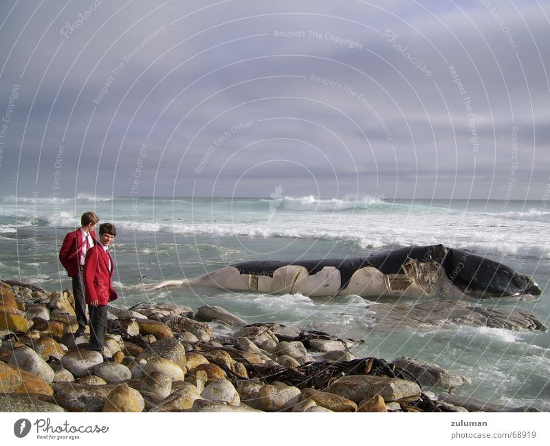 Dead Whale Ocean sea seashore schoolboys waves cloudy