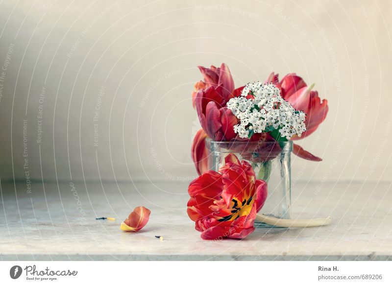 TulipsStill Flower Blossoming Faded Red Transience Vase Blossom leave winter snowball Bouquet Sadness Hope Colour photo Exterior shot Deserted Copy Space left