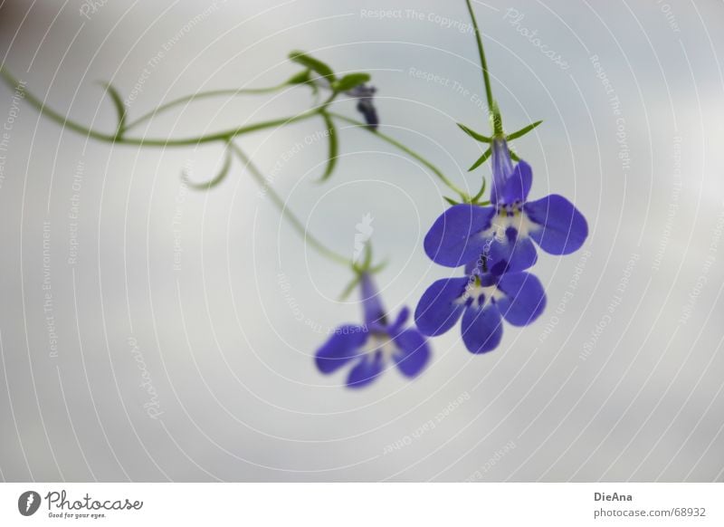 Lobelia Bird's eye Flower Plant Blossom Bell White Curved Delicate Blue flowers bloom leaves rolling