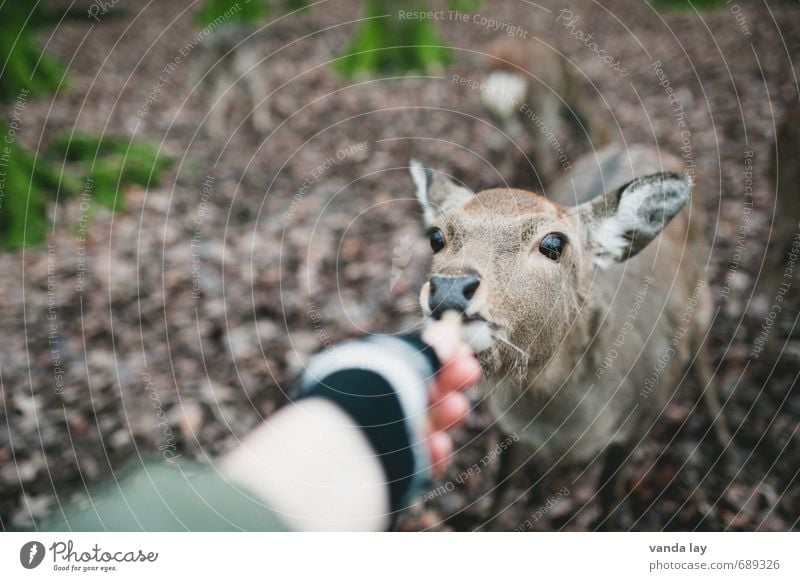 Feeding Leisure and hobbies Hunting Environment Nature Autumn Winter Forest Animal Wild animal Roe deer Fallow deer Doe eyes 1 Game park Eating Petting zoo