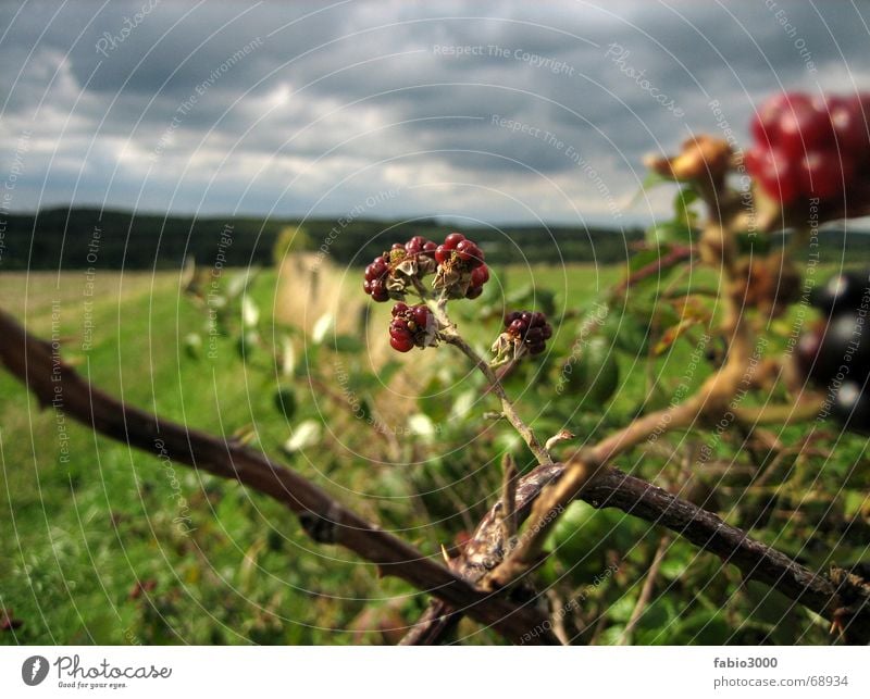 The power of nature Clouds Meadow Headstrong Raspberry Field Stubble field Sky Weather Thunder and lightning Nature Americas blackberry Rain Contrast dern