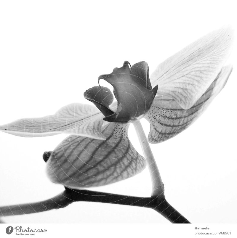 orchidäles3 Orchid Flower Blossom Plant 2 Black White Fragile Delicate Asia Blossoming Black & white photo questionable Bright Nature