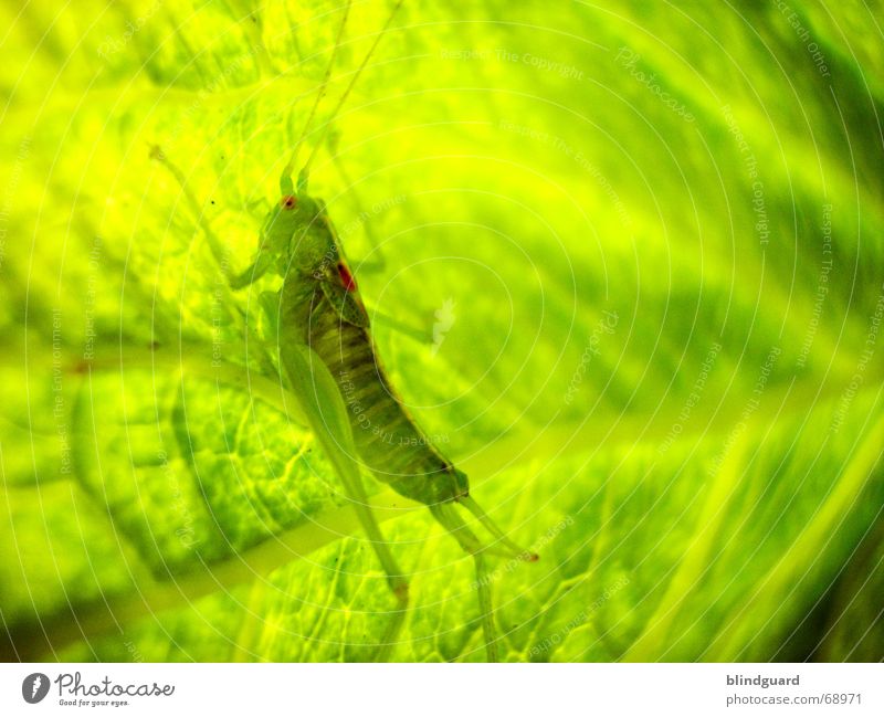 Camouflage and deception Dryland grasshopper Hop Jump Insect Feeler Disgust False Tone-on-tone Sunlight Leaf Green Safety Small Jumping power dennis hopper Sit