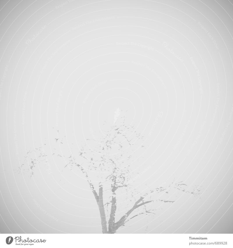 Everything has its time. Nature Sky Spring Tree Esthetic Bright Gray Emotions Serene Contentment Calm Strange Translucent Branch Black & white photo